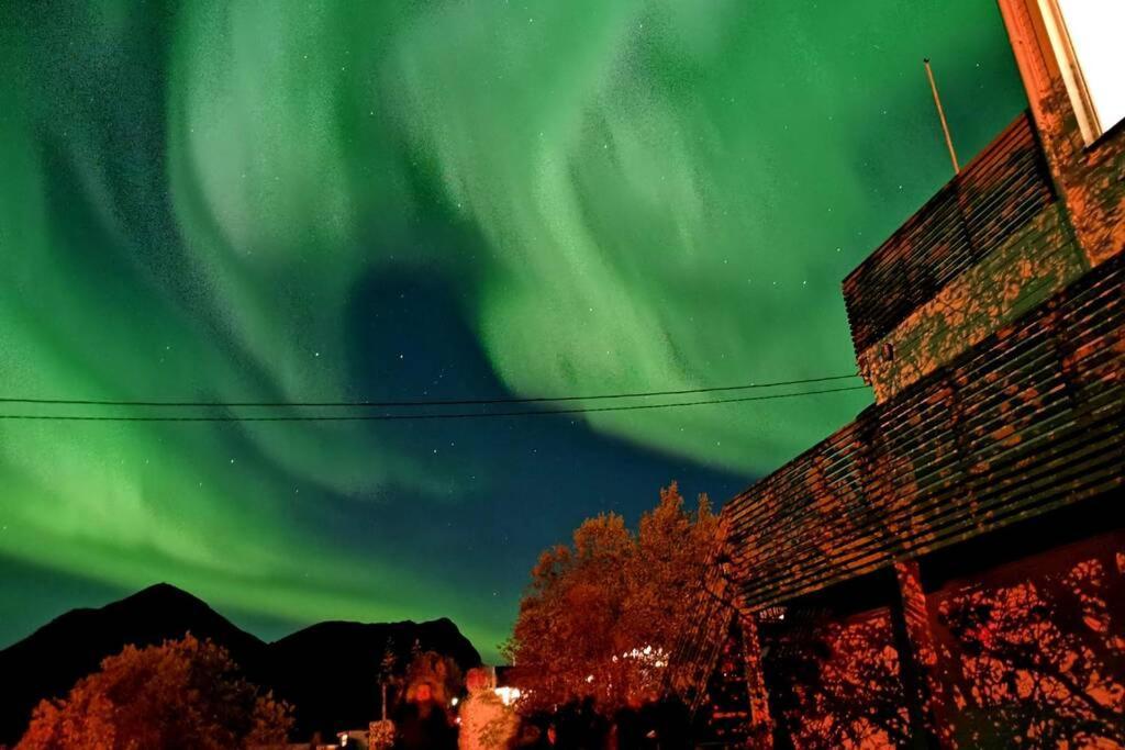 Waterfront Senja 3 Daire Torsken Dış mekan fotoğraf