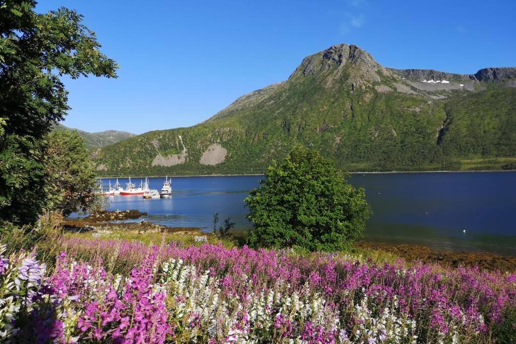 Waterfront Senja 3 Daire Torsken Dış mekan fotoğraf